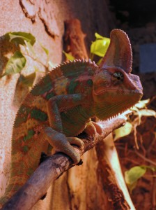 Chamäleon   